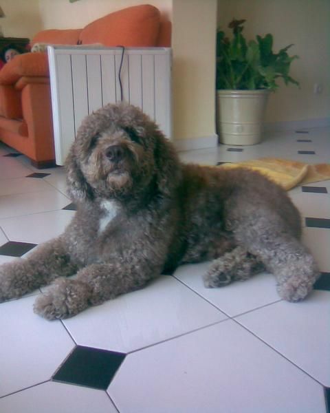perro de agua con pedigree busca novia