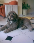 perro de agua con pedigree busca novia - mejor precio | unprecio.es