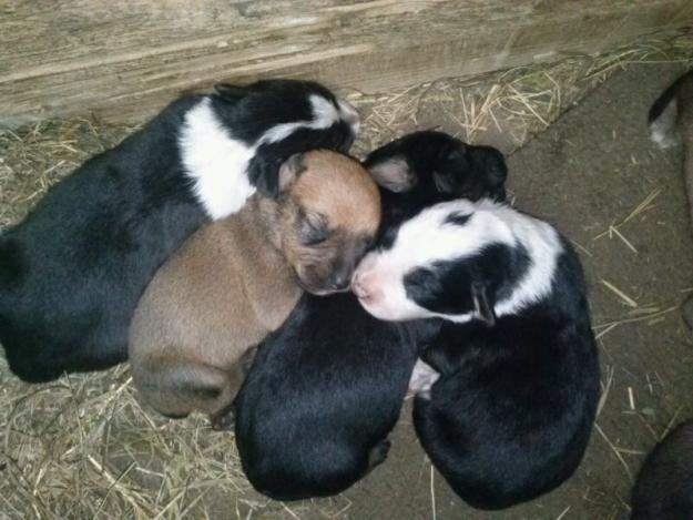 REGALO CACHORRITOS MESTIZOS