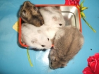 se venden hamster rusos(perla, blancos, opalo y comun) - mejor precio | unprecio.es