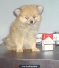 unico lulu de pomerania exposicion - mejor precio | unprecio.es