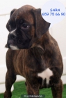 Vendo cachorros de Boxer - mejor precio | unprecio.es