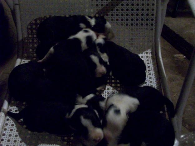 BORDER COLLIE