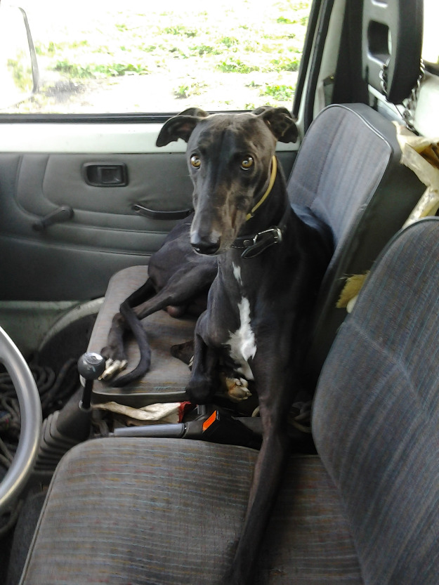 Campanillo (Galgo en adopcion)