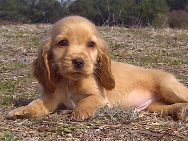 Cocker spaniel ingles preciosos