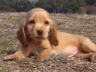 Cocker spaniel ingles preciosos - mejor precio | unprecio.es