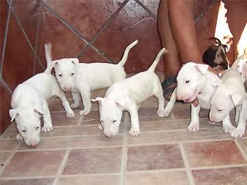 EXCELENTES CACHORROS DE BULL TERRIER