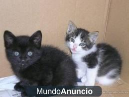 gatitos simpaticos de mes y medio 6 9 7 2 3 9 7 4 1