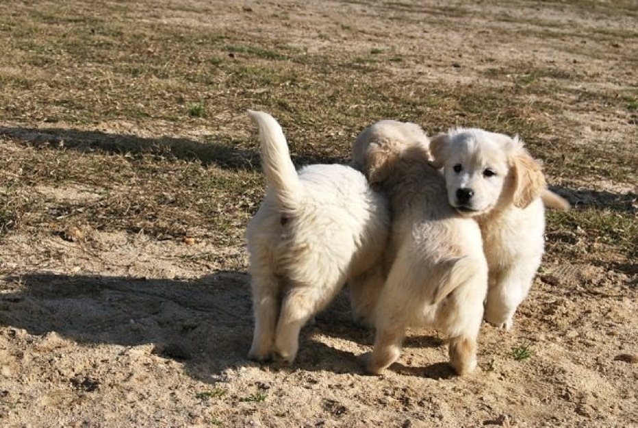 Preciosa camada Golden Retriever, calidad asegurada.