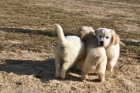 Preciosa camada Golden Retriever, calidad asegurada. - mejor precio | unprecio.es