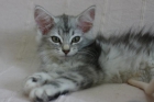Preciosos gatitos bosque de noruega - mejor precio | unprecio.es