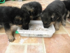 Se Vende Cachorros De Pastor Aleman - mejor precio | unprecio.es