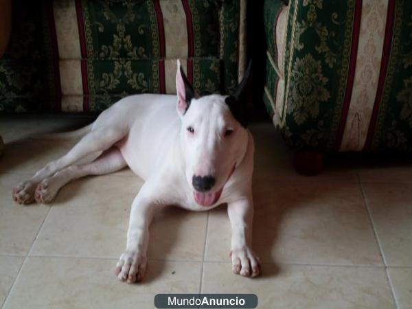 vendo bullterrier con pedegree
