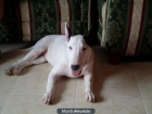 vendo bullterrier con pedegree - mejor precio | unprecio.es