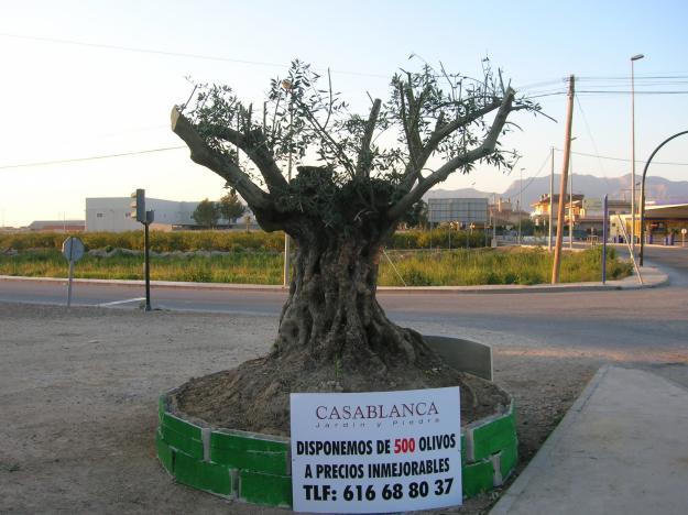 venta de olivos centenarios para decoracion