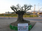 venta de olivos centenarios para decoracion - mejor precio | unprecio.es