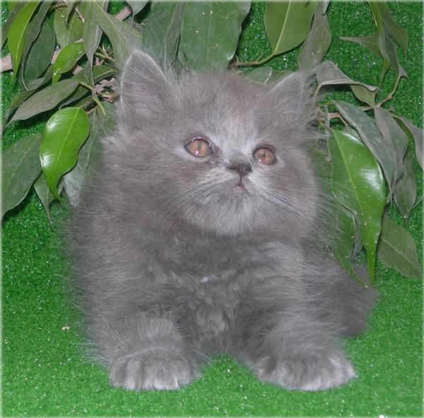 Venta de precioso gatito persa