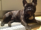 Bulldog francés con pedigrí busca novia en Barcelona - mejor precio | unprecio.es