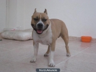 American Staffordshire Terrier disponible para montas - mejor precio | unprecio.es