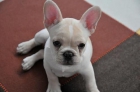 bull Hadican es una empresa la cual se dedica a la venta de cachorros de diferentes razas, siempre ofreciendo la mayor c - mejor precio | unprecio.es