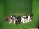 Bulldog ingles - mejor precio | unprecio.es