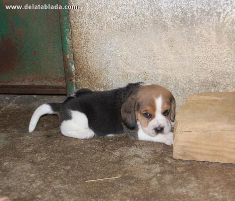 Cachorros de Beagle Machos y Hembras