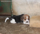 Cachorros de Beagle Machos y Hembras - mejor precio | unprecio.es
