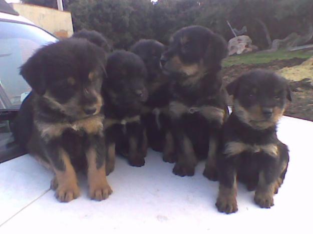 Cachorros de pastor carea castellano