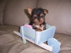 Magnifico Yorkshire Terrier miniatura machito 150 - mejor precio | unprecio.es