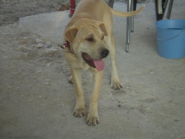 Oportunidad, cachorra shar pei