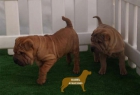 Shar-Pei,arrugados y preciosos - mejor precio | unprecio.es