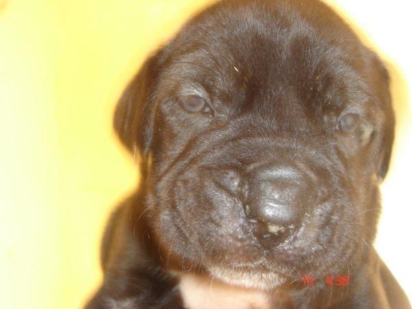 vendo cachorros BANDOG