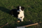 Vendo perrita Border Collie - mejor precio | unprecio.es