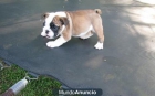 Inglés bulldog cachorro - mejor precio | unprecio.es