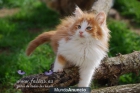 Bosques de Noruega - Petits Felins- - mejor precio | unprecio.es