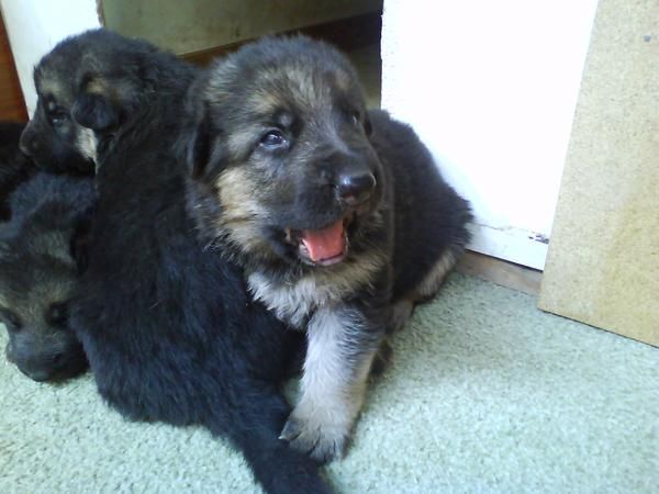 cachorro de pastor aleman