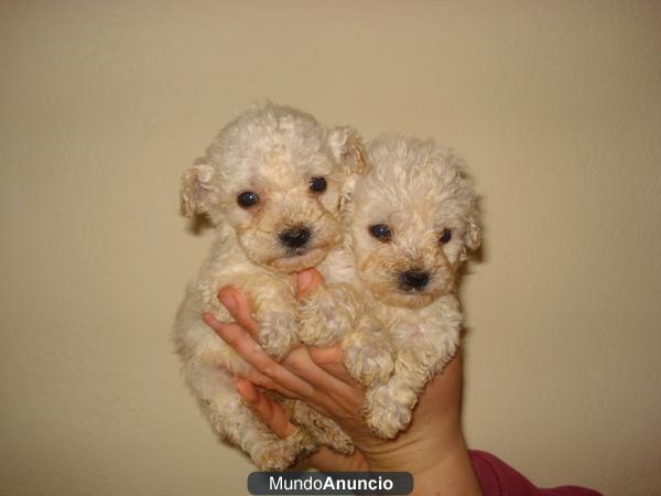 Caniches guapisimos!!