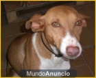 Carol:estoy malita,me das un hogar digno aunque sea ahora? - mejor precio | unprecio.es