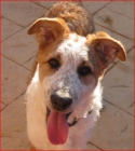 DOS HERMANITOS SIN SUERTE EN ADOPCION - mejor precio | unprecio.es