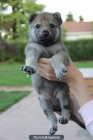 EXCELENTE CAMADA DE PERRO LOBO CHECOSLOVACO - mejor precio | unprecio.es