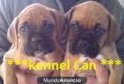 Lindos cachorros de Boxer - mejor precio | unprecio.es