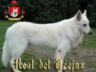 Real del Ocejon-Pastor blanco suizo - mejor precio | unprecio.es