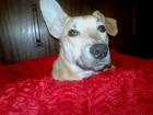 Regalo cachorra de 6 meses - mejor precio | unprecio.es