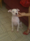 se vende pit bull,hembra es toda un capricho - mejor precio | unprecio.es