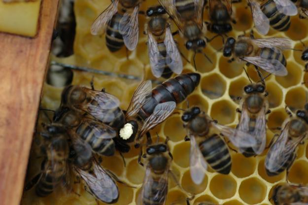 Venta de abejas reinas