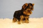 Yorkshire Toy , cachorritos miniatura, perritos de un peso de 500 gramos¡¡ - mejor precio | unprecio.es