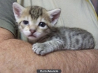 Pequeño gatito abandonado en caja de zapatos - mejor precio | unprecio.es