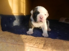 Bulldog americano - mejor precio | unprecio.es