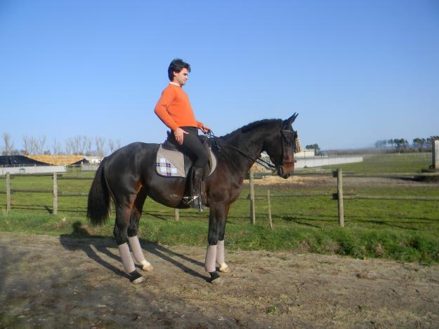 Caballo PSI castaño muy guapo