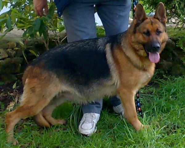 Cachorros de Pastor aleman con pedigree y afijo